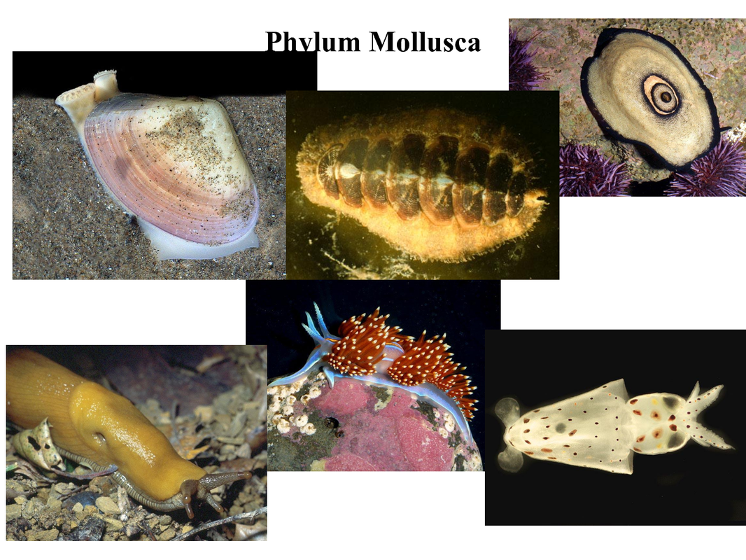 Mollusca - kingdom animalia: invertebrates
